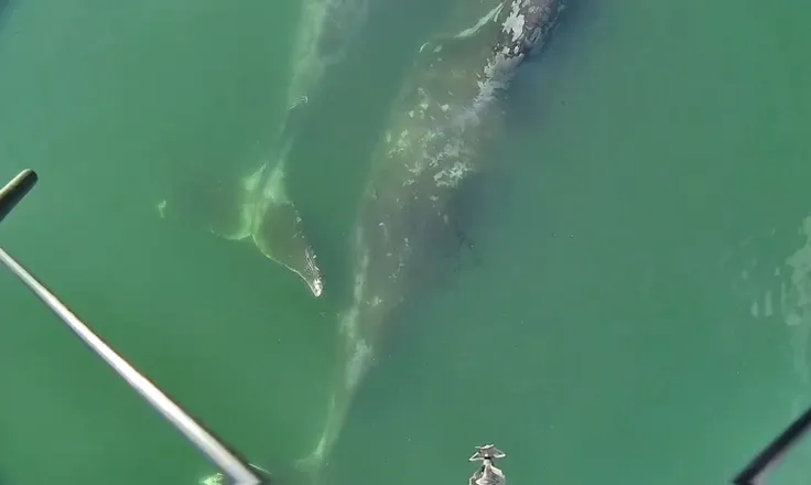 ffc5ea65-ba57-4cd4-b5d7-aaa6110bea2b_736x440